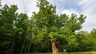 1000 years old oak