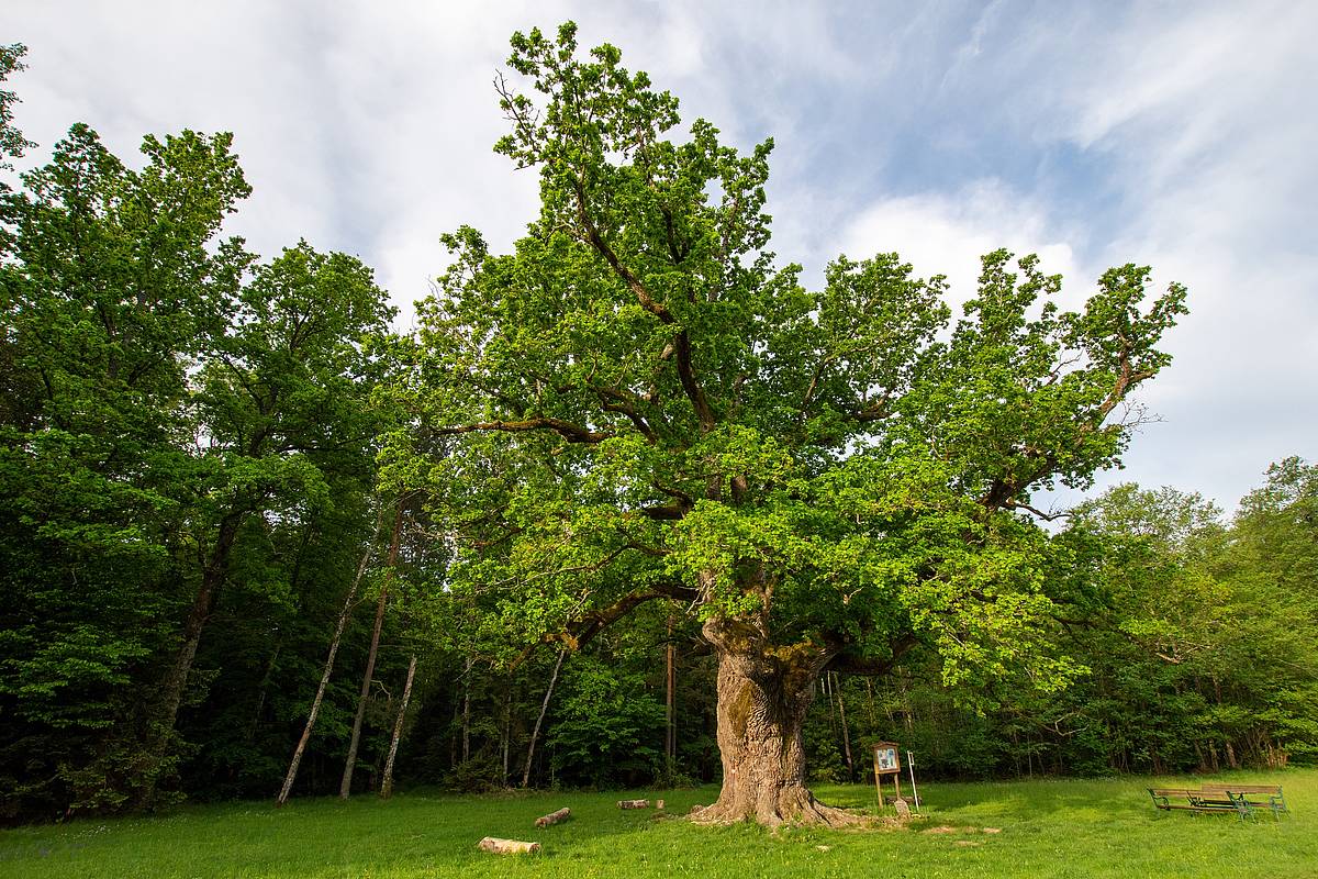 tourismusverband bad blumau 1000 jahrige eiche